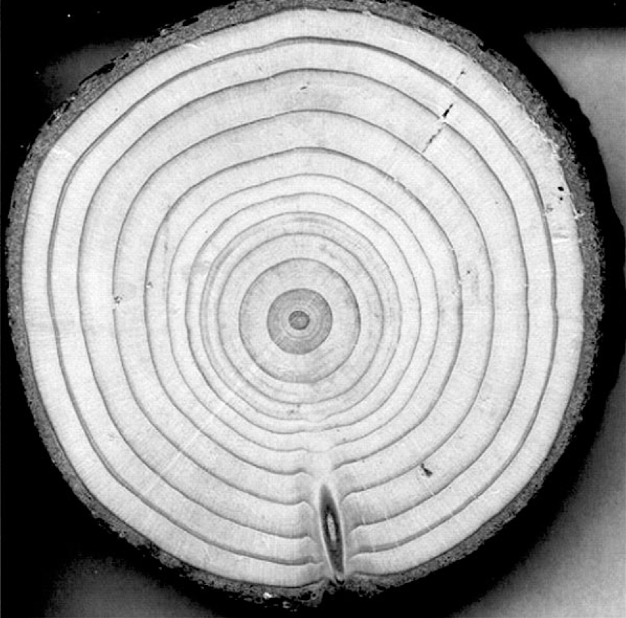 This is an image showing the cross section of a tree trunk with visible light and dark tree rings.