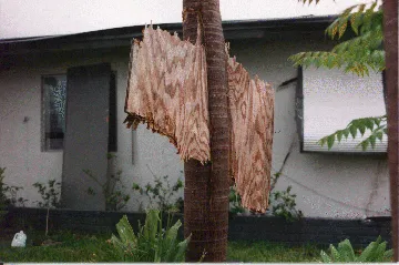 A palm tree with a piece of wood stuck through the trunk