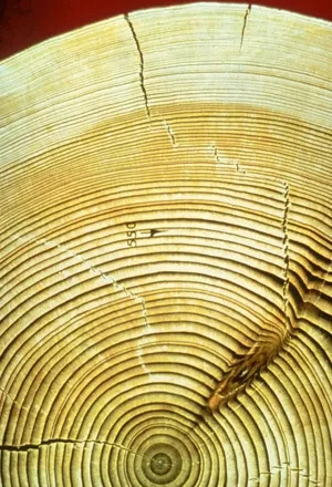 Tree rings provide clues about past climates