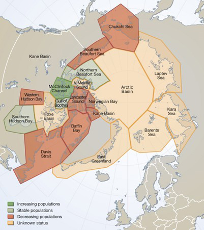 A map of the Arctic showing the distribution and current trend of polar bear populations. Of the 19 populations, 8 are declining, 2 are stable, one is increasing, and 8 are not well enough known.