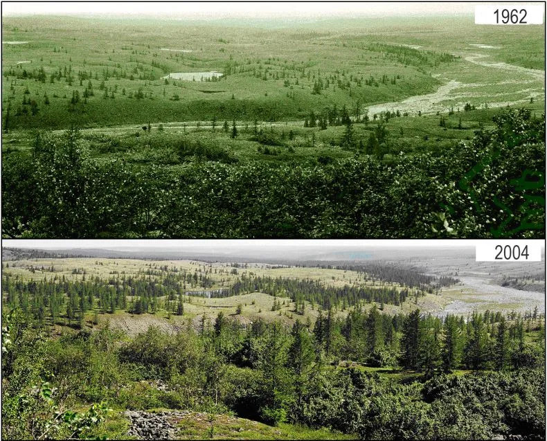 In 1964 (top image), very few trees are present in the Arctic climate. In the same location in 2004, more trees now grow in the area.